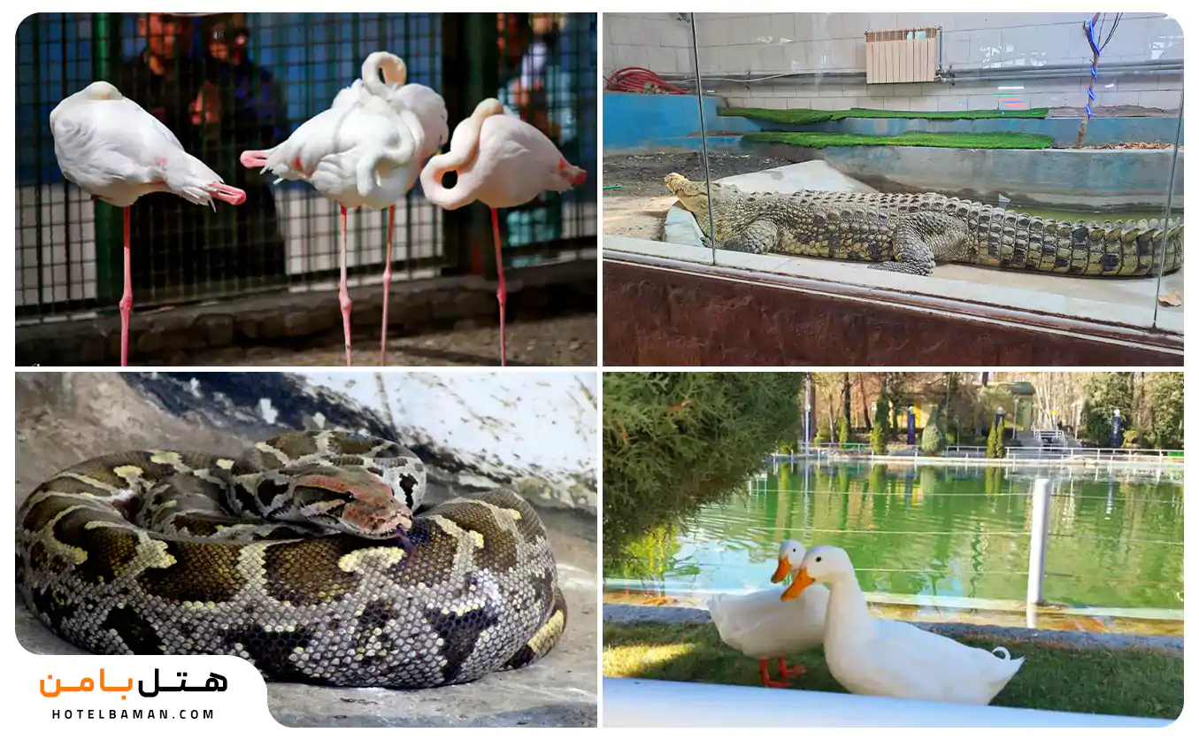 تصاویر حیوانات باغ وحش وکیل آباد