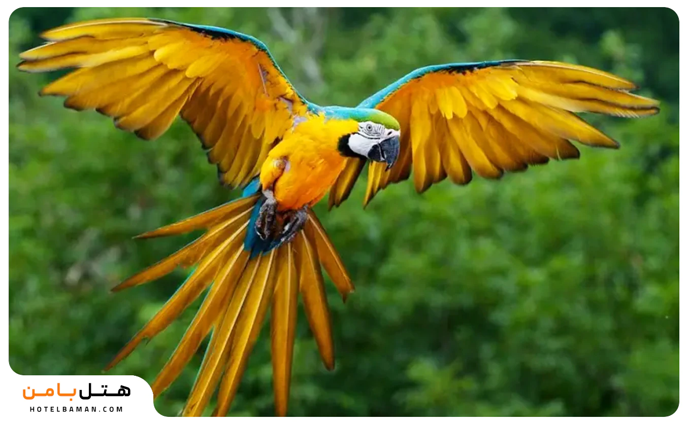 طوطی