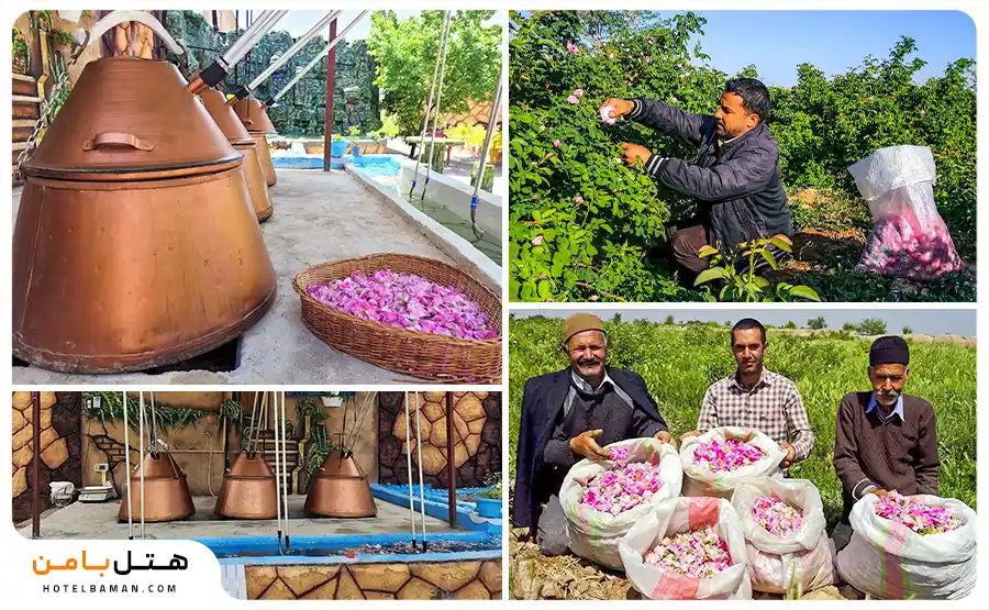 عکس گلاب گیری روستا فرخد مشهد