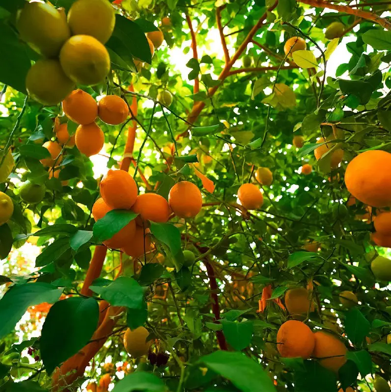 مجتمع اقامتی کاریزان مبارکه
